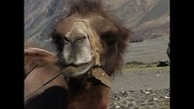 Tourists Enjoy Camel Safari