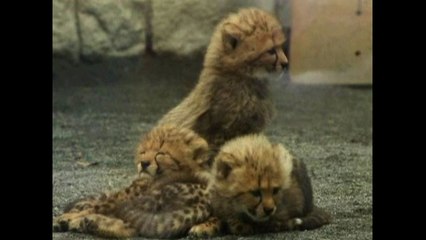 Newborn Cheetah Cubs