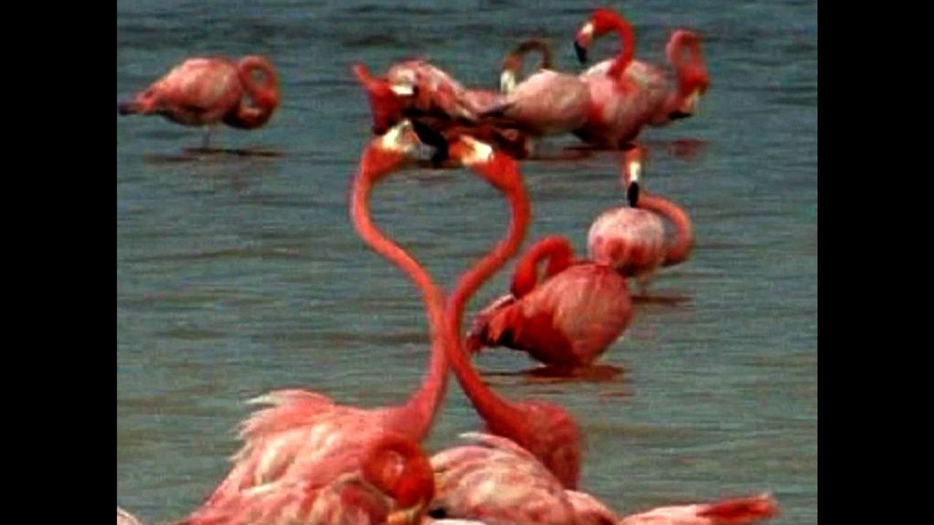 Pink Flamingos Go Dating