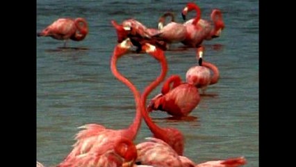 Pink Flamingos Go Dating