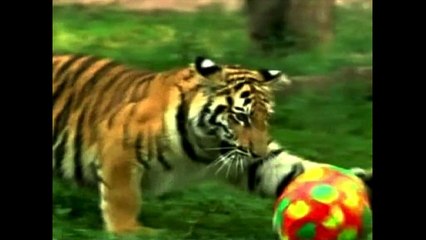 Baby Tiger Plays With Ball