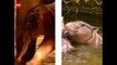 Baby Elephants vs Baby Hippos