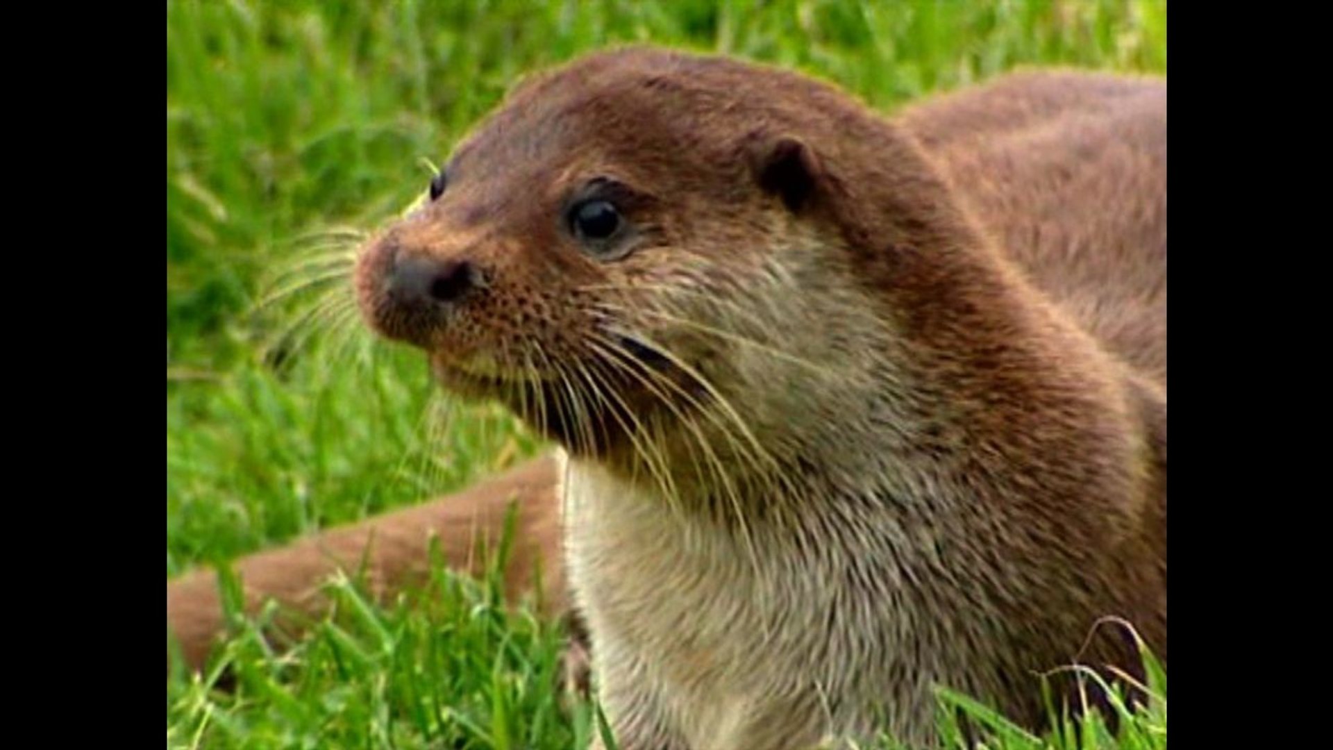 ⁣Otters Return To The English Countryside