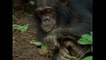 Chimp Goes Fishing For Termites