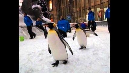 Penguins Go To Dubai