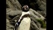 Penguin Escapes From Zoo