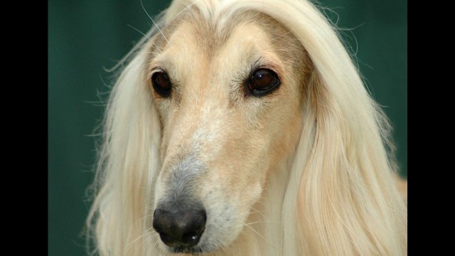 Animals That Look Like Celebrities