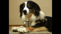 Dogs Help Doctors Fight Cancer
