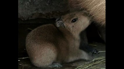 Newborn Capybaras