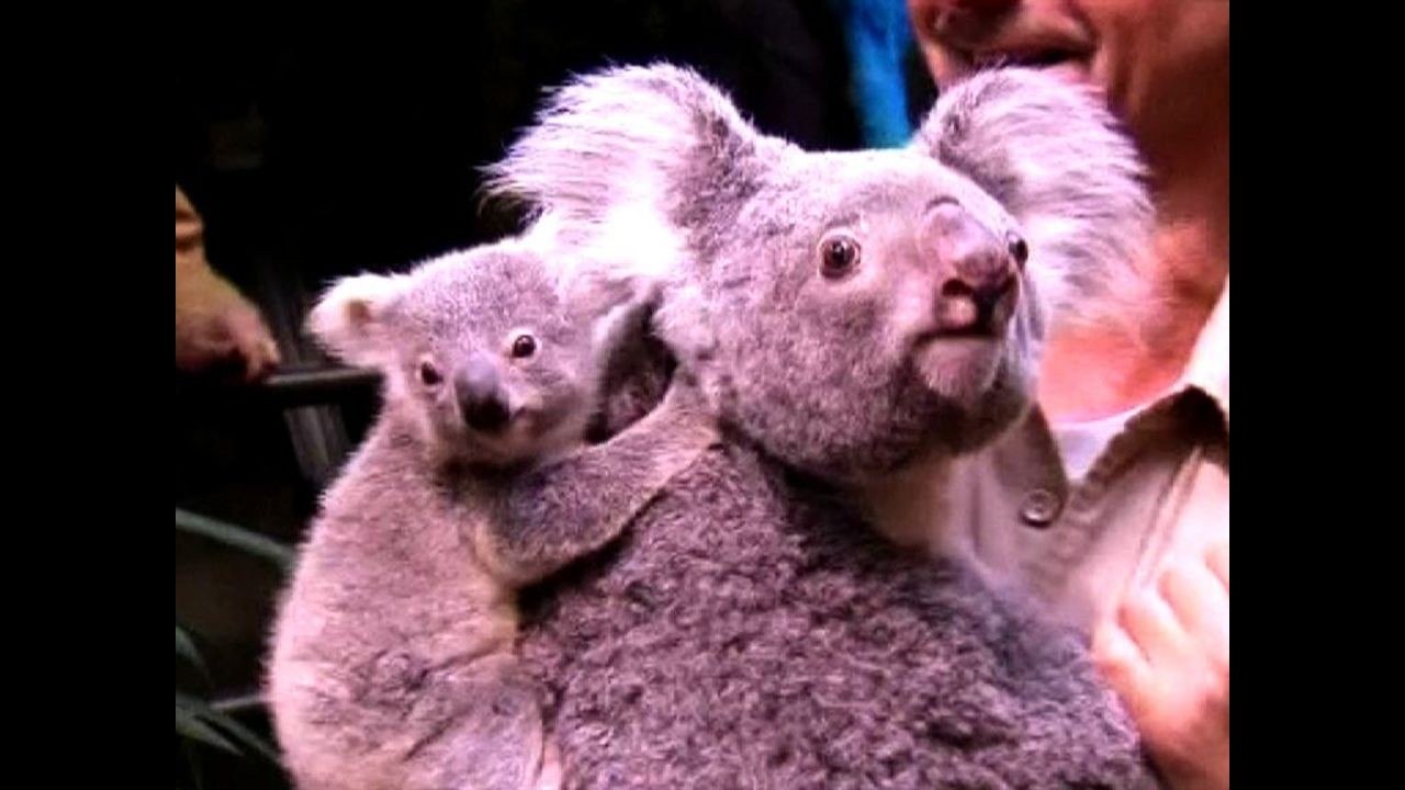 Baby Koala