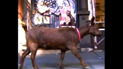 Goat Rides New York Subway