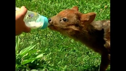 Orphaned Baby Deer Rescued