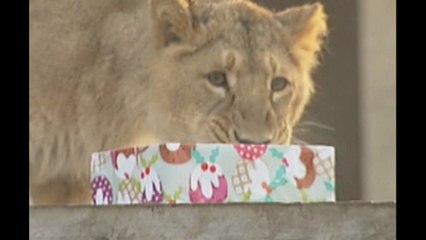 Animals Open Christmas Presents