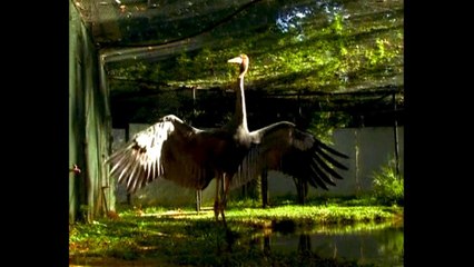 Rare Sarus Cranes
