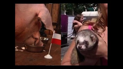 Psychic Animals Predict Soccer Scores?
