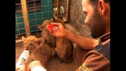 Man Lives With Three Lion Cubs