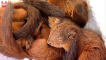 Esquilos Resgatados Após Furacão Destruir Ninho