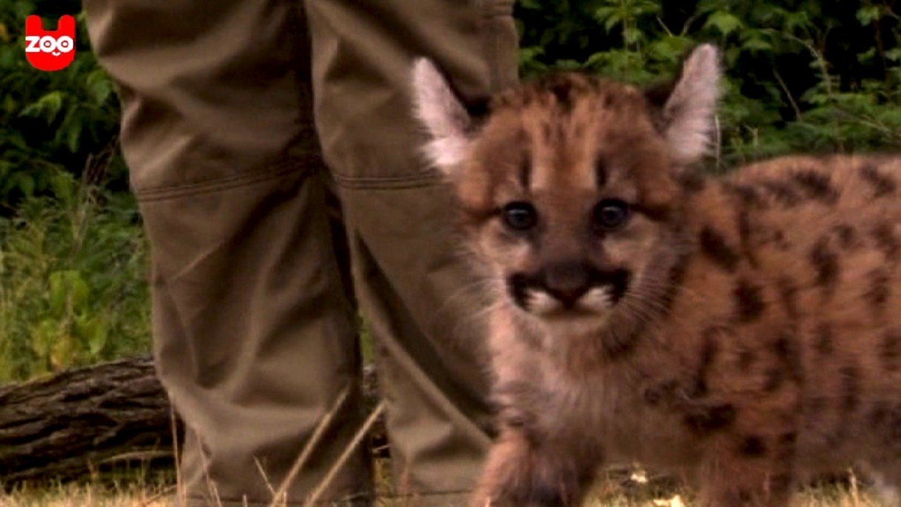 Newborn Puma Cub - video Dailymotion