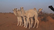 Rebaño de Camellos de 30 millones de Euros