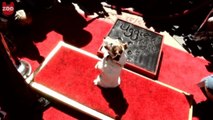 Uggie Gets Star on Walk of Fame