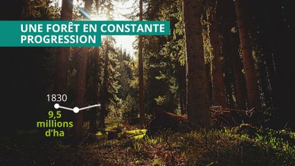 Tout comprendre sur la filière forêt-bois