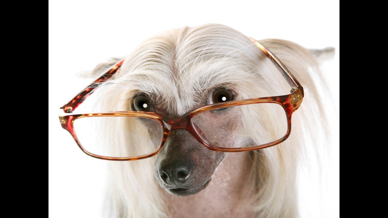 World's Weirdest Dogs