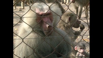 Monkeys Take Over Zoo