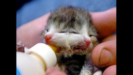 Amazing Two Headed Animals