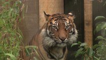 Sumatran Tigers Get New Home