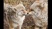 America's Greatest Animals: Coyote