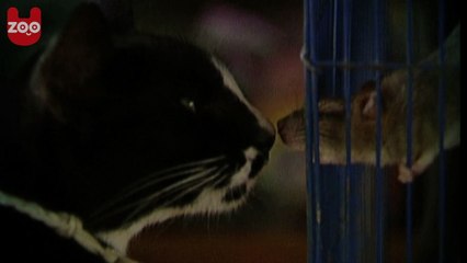 Casais Inesperados do Reino Animal