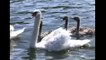 Counting Swans and Cygnets