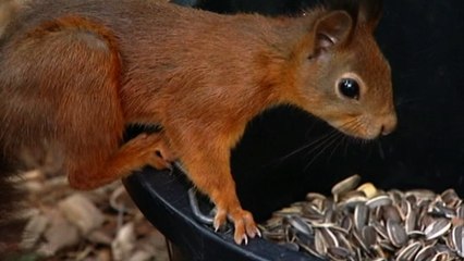 Red Squirrels Are Back