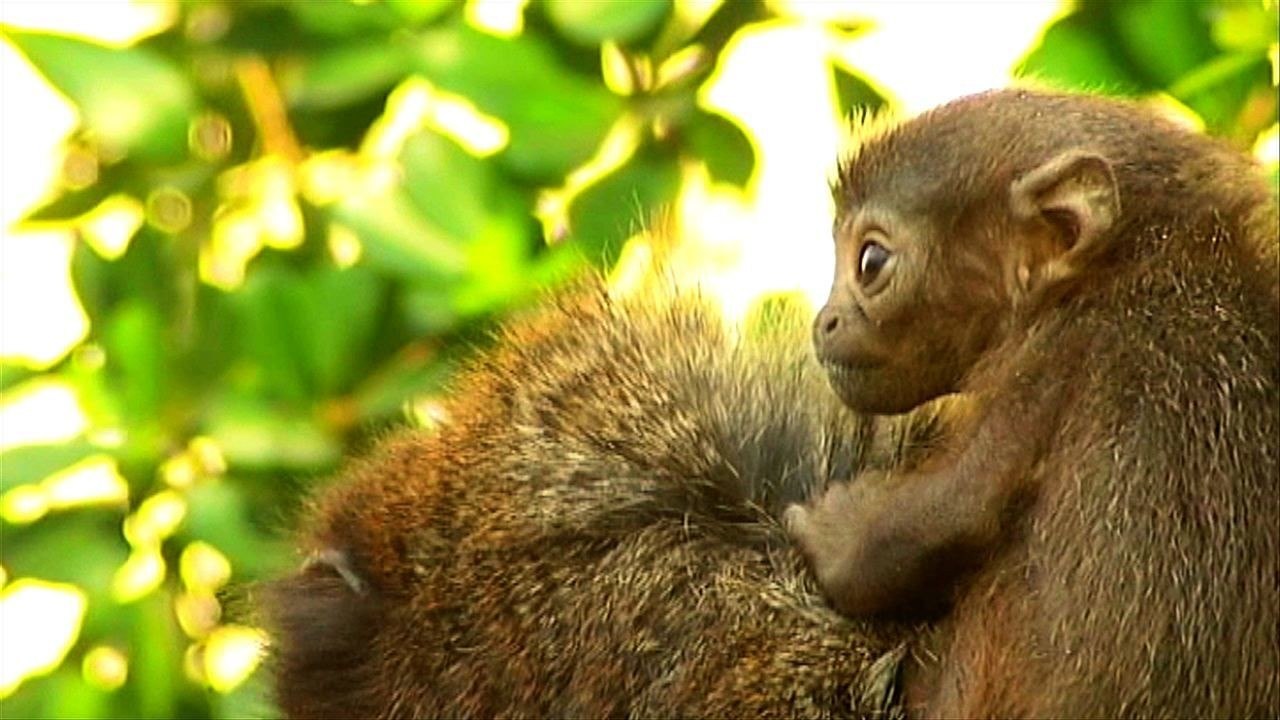 Monkey Madness!