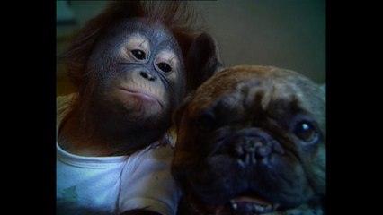 Cute Animal Odd Couples
