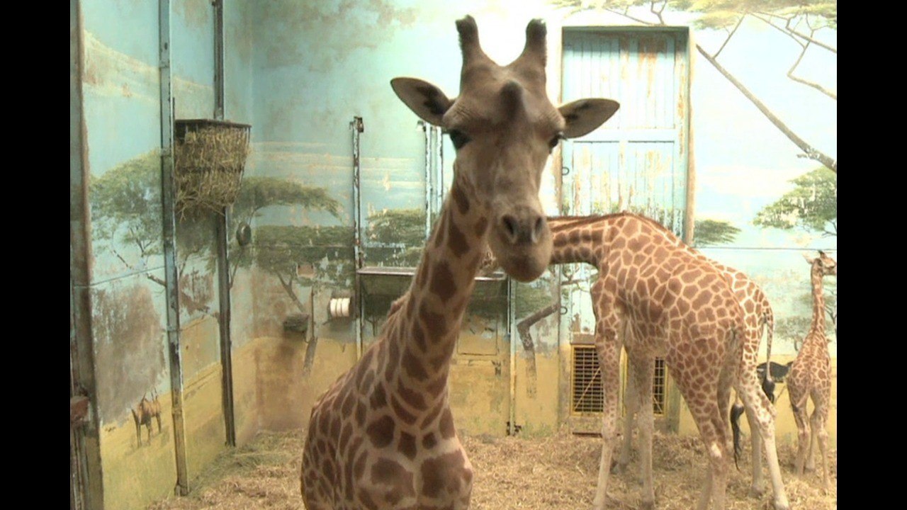 Giraffes Live In Construction Zone