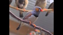 Zebra Finches Helping People To Talk