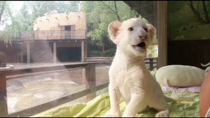 South Korean White Lions