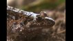Frog Species Returns From Extinction
