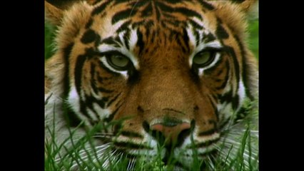 Amazing Tiger Enclosure At London Zoo
