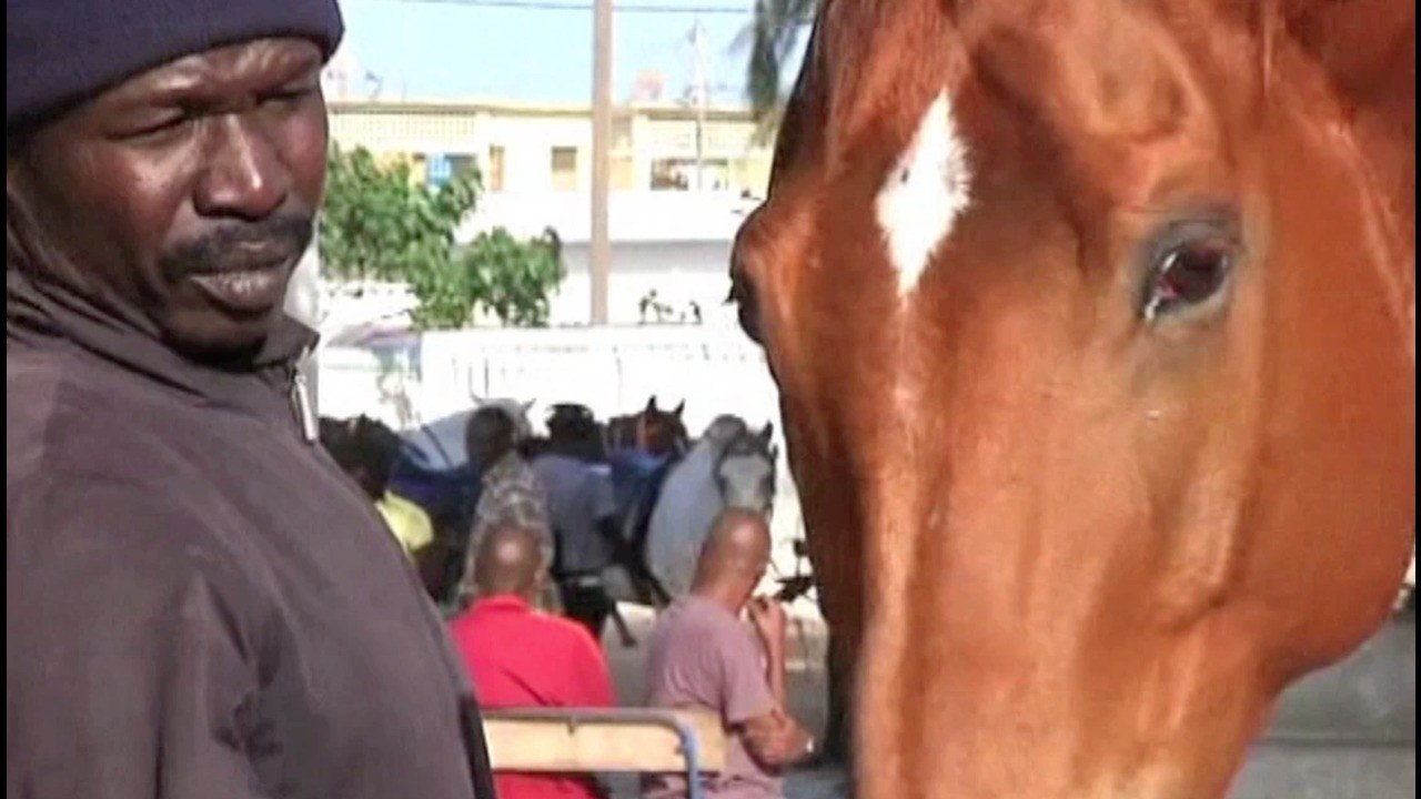 Senegalese Showjumping