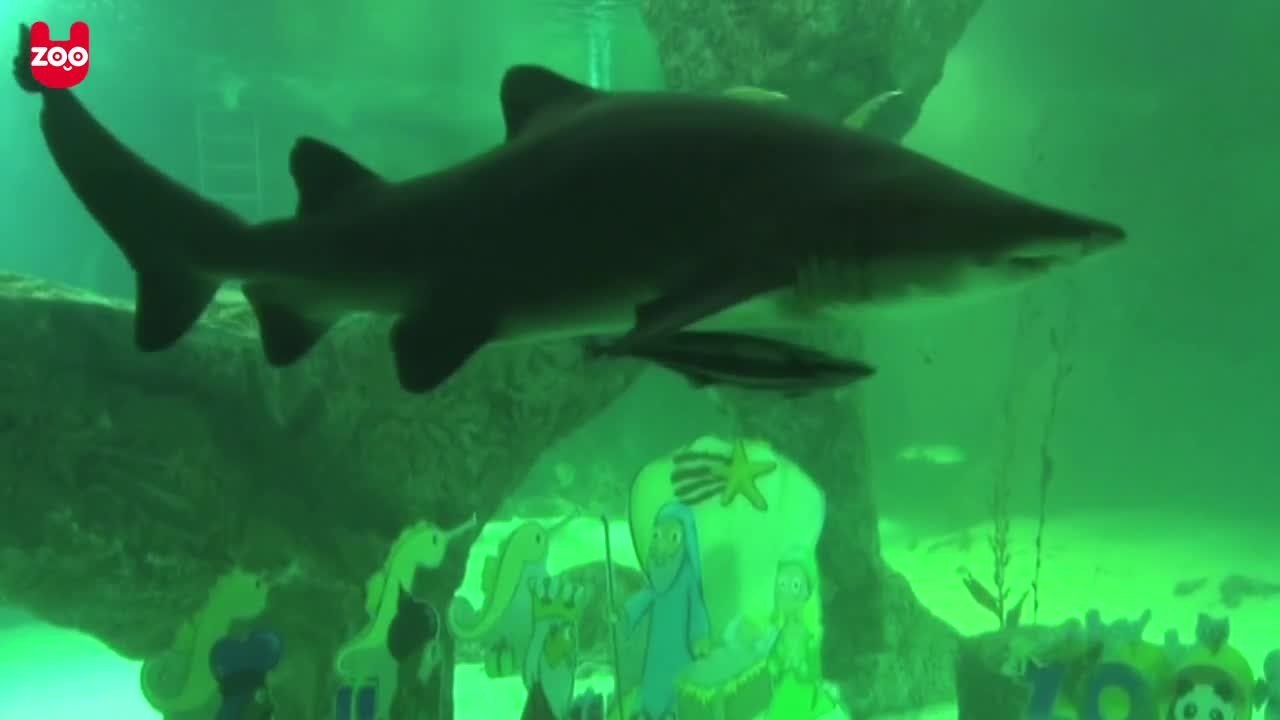 Shark Nativity in Madrid