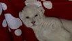 New White Lion Cub Born In Serbia