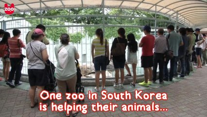 Zoo's Animals Beat The Heat