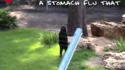 Monkey Walks Like A Human