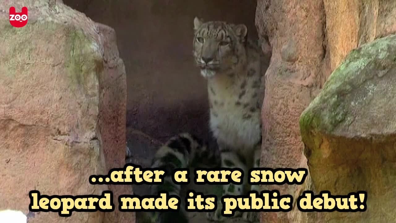Rare Snow Leopard at Mexican Zoo
