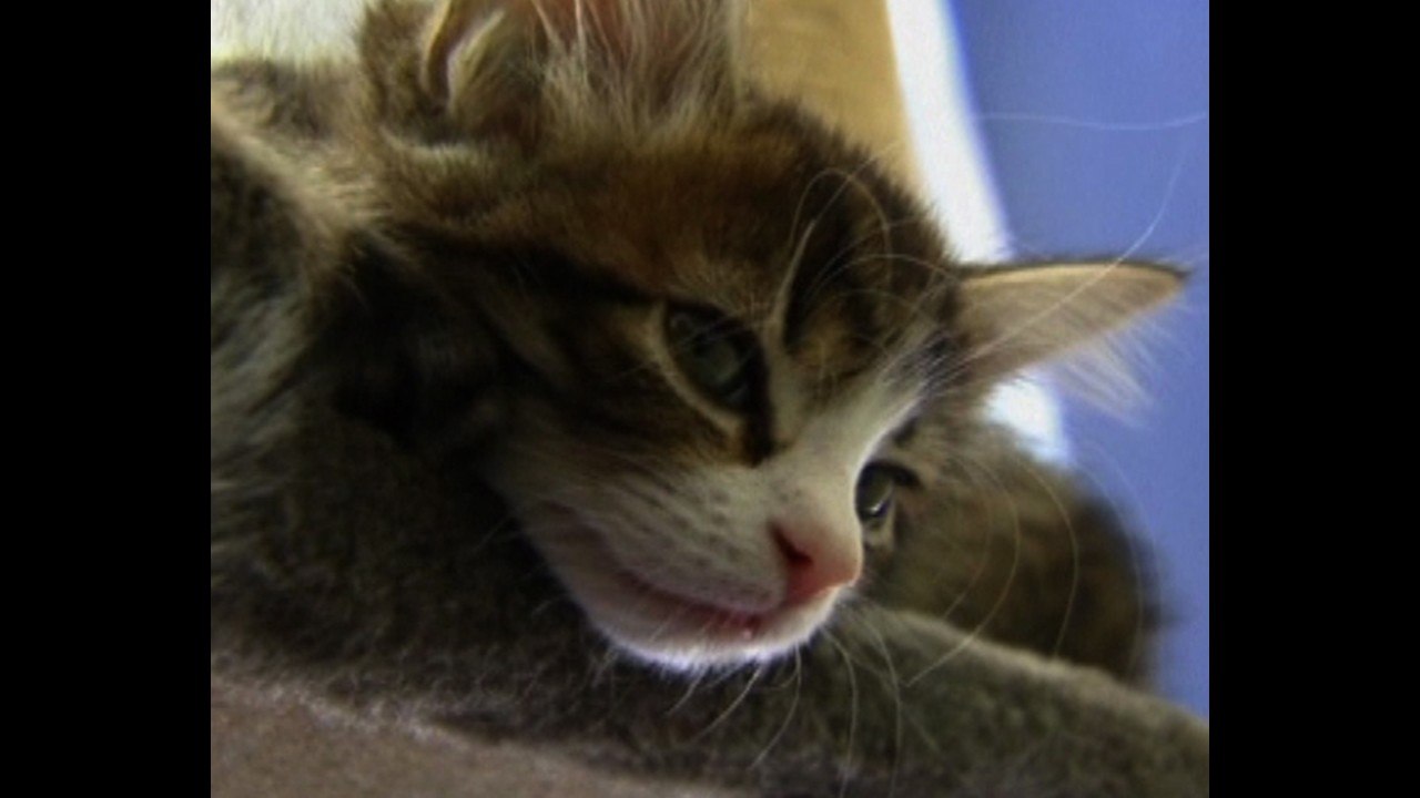 Prince George, The Kitten?