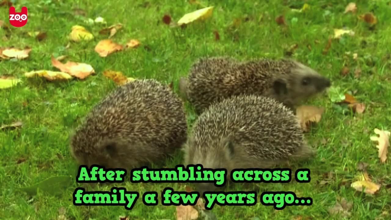 Polish Hedgehog Shelter: Jerzy dla Jezy