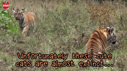 Rare Amur Tiger Cubs