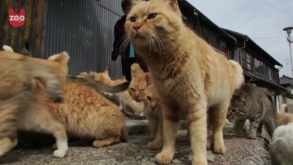 Aoshima: Japanese Cat Island